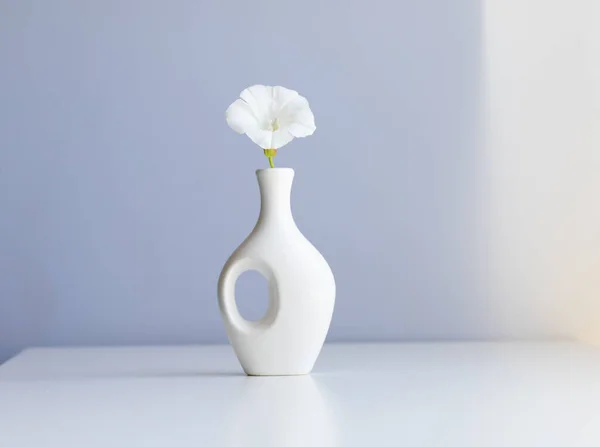 white vase and white flower on abstract  light blue background