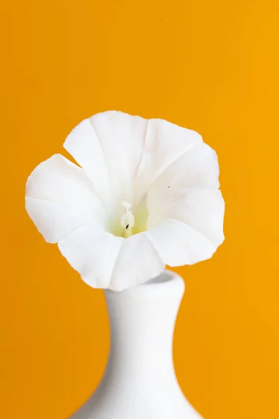 White Vase White Flower Yellow Background — Stockfoto