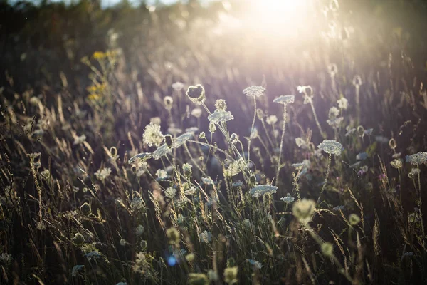 Fleurs Sauvages Sur Terrain — Photo