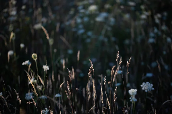 Fiori Selvatici Sul Campo — Foto Stock