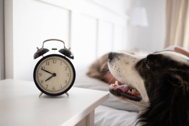 alarm clock and woman sleeping in bed sleep quality