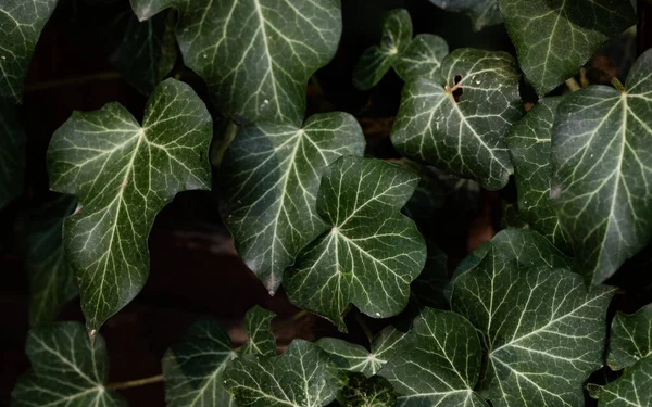 dark green leaves background of hedera helis