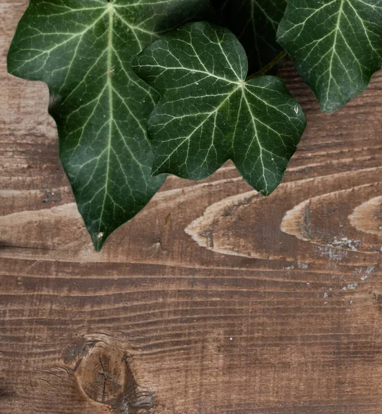 Wood Slice Podium Dark Green Leaves Background Cosmetic Product Mockup — Stockfoto