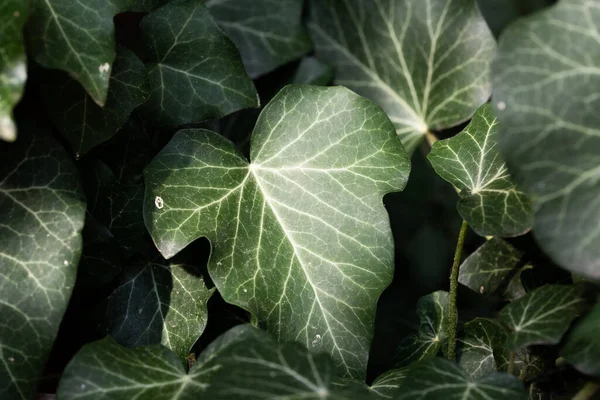 Dark Green Leaves Background Hedera Helis — Foto Stock