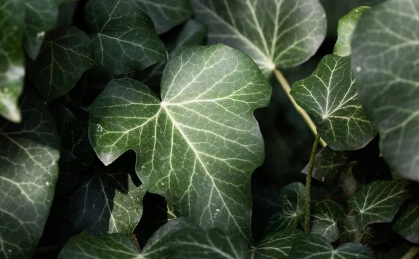 Dark Green Leaves Background Hedera Helis — Foto Stock