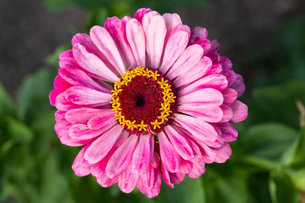 Vista Superior Flor Rosa — Foto de Stock
