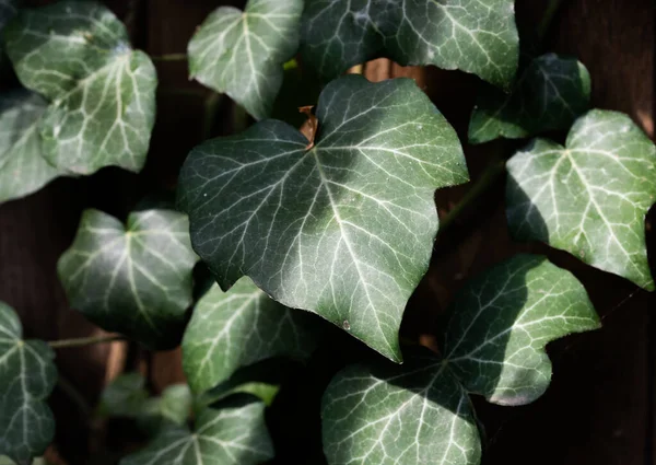 dark green leaves background of hedera helis