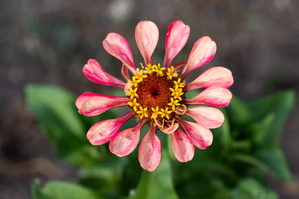 Rózsaszín Virág Felülnézetben — Stock Fotó