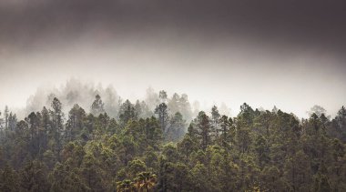 Doğa arka planı sisli çam ağaçları