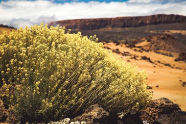 El Teide Ulusal Parkı 'ndaki muhteşem manzara