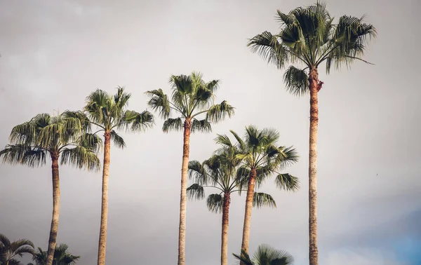 Palme Sfondo Bianco — Foto Stock