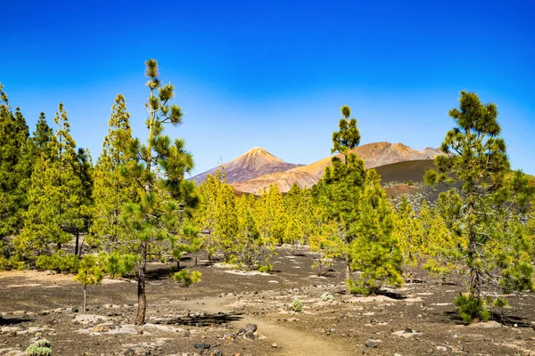 amazing landscape in El Teide national park