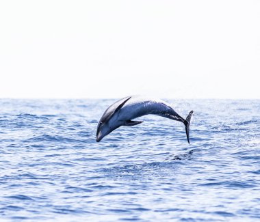 Okyanusta atlama yunus