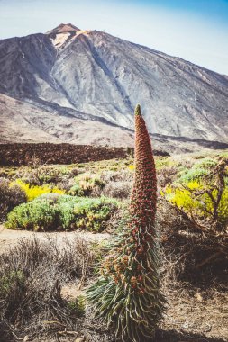 Tajinastes, Teide Ulusal Parkı, Tenerife, İspanya 'daki eşsiz ve özel çiçekler.