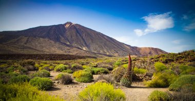 Tajinastes, Teide Ulusal Parkı, Tenerife, İspanya 'daki eşsiz ve özel çiçekler.