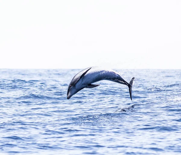 Okyanusta atlama yunus