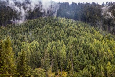 background of dense green pine forest