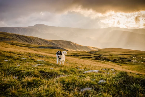 happy dog running heavenly lights at sunset in high mountains