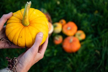 Elinde sonbahar dekoratif balkabağı tutan kadın. Şükran Günü ya da Cadılar Bayramı hasat konsepti. 