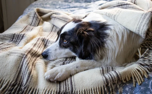 Hond Thuis Onder Deken Koud Gas Prijzen — Stockfoto