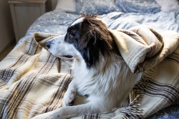 家里的狗被毛毯冷气价格压垮了 — 图库照片