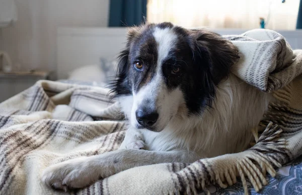 毛布のような冷たいガス価格の下で家にいる犬 — ストック写真