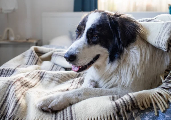 Hond Thuis Onder Deken Koud Gas Prijzen — Stockfoto