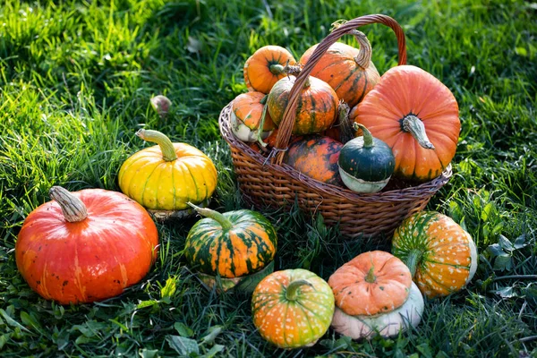 Zucche Decorativi Autunno Concetto Raccolto Festivo Ringraziamento Halloween — Foto Stock