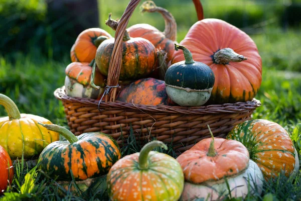 Sonbahar dekoratif balkabakları. Şükran Günü ya da Cadılar Bayramı hasat konsepti. 