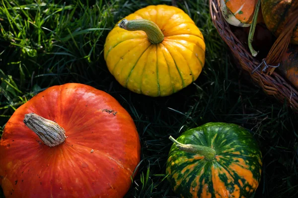 Herfst Decoratieve Pompoenen Thanksgiving Halloween Vakantie Oogst Concept — Stockfoto