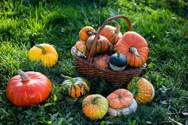 Őszi Dekoratív Sütőtök Hálaadás Vagy Halloween Ünnep Betakarítás Koncepció — Stock Fotó