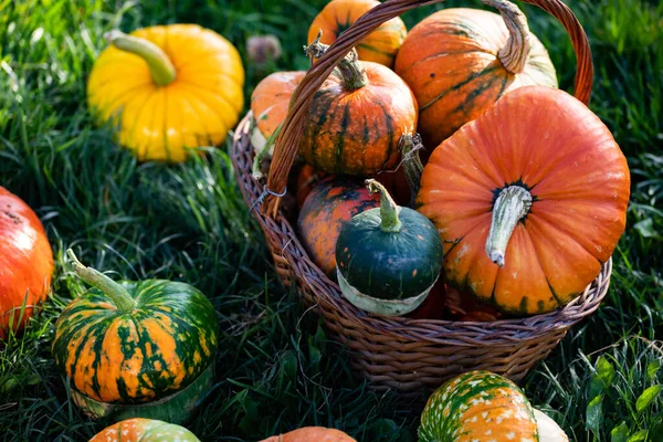Sonbahar dekoratif balkabakları. Şükran Günü ya da Cadılar Bayramı hasat konsepti. 