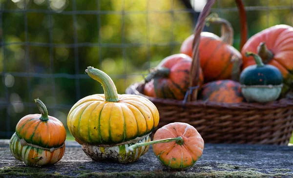 Abóboras Decorativas Outono Conceito Ação Graças Colheita Feriado Halloween — Fotografia de Stock