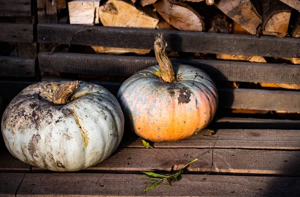 Podzimní Dekorativní Dýně Koncept Svátků Díkůvzdání Nebo Halloween — Stock fotografie