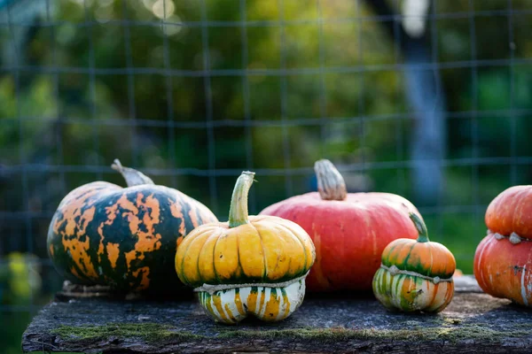 Abóboras Decorativas Outono Conceito Ação Graças Colheita Feriado Halloween — Fotografia de Stock