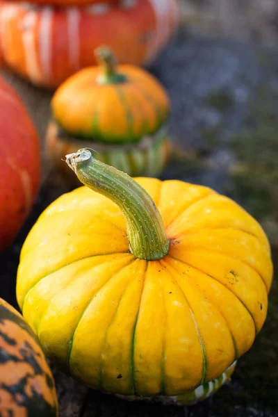 Abóboras Decorativas Outono Conceito Ação Graças Colheita Feriado Halloween — Fotografia de Stock
