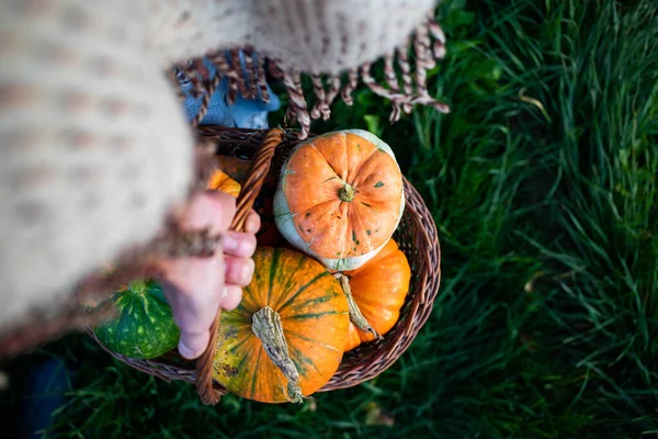 Kezében Őszi Dekoratív Sütőtök Hálaadás Vagy Halloween Ünnep Betakarítás Koncepció — Stock Fotó