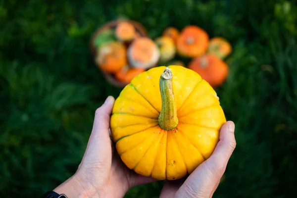 Mujer Sosteniendo Calabazas Decorativas Otoño Concepto Cosecha Festiva Acción Gracias —  Fotos de Stock