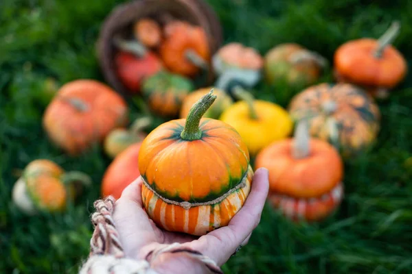 Woman Holding Autumn Decorative Pumpkins Thanksgiving Halloween Holiday Harvest Concept — Stock Photo, Image