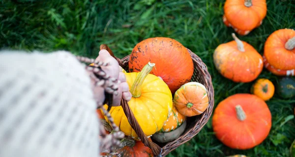 Kezében Őszi Dekoratív Sütőtök Hálaadás Vagy Halloween Ünnep Betakarítás Koncepció — Stock Fotó