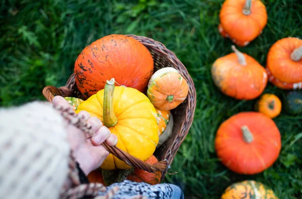 Kezében Őszi Dekoratív Sütőtök Hálaadás Vagy Halloween Ünnep Betakarítás Koncepció — Stock Fotó