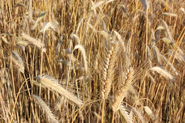 Пшениця кукурудзи — стокове фото
