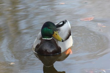 Gölde yaban ördeği