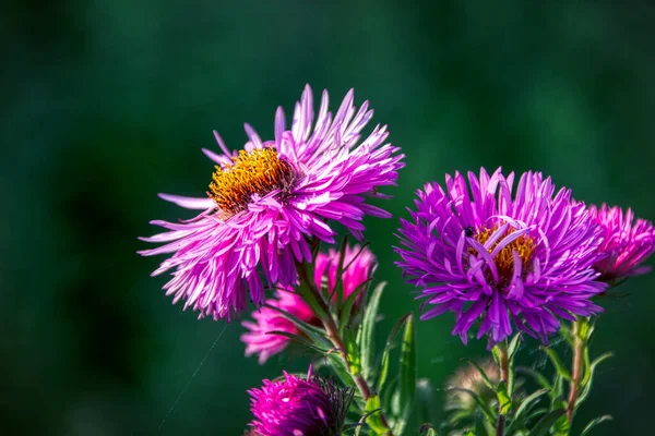 Asters are wonderful cut flowers