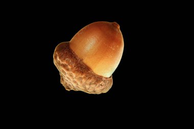 Meşe palamudu, sanatsal eserler ve tasarımlar için meşe ağacı meyvesi.