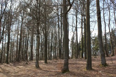 Renkler renkli ormanda büyülü dünyasına / doğa'da yürüyüş ruh zihin ve beden için iyi