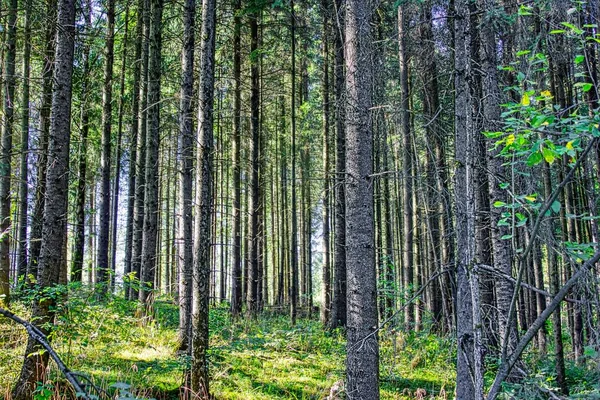 Den Magiska Världen Skogen Färgglada Färger Vandring Naturen Bra För — Stockfoto