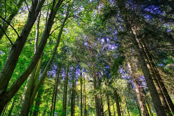 Den Magiska Världen Skogen Färgglada Färger Vandring Naturen Bra För — Stockfoto