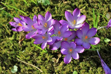 Çiğdem ilk bahar haberci