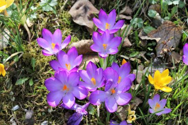 Çiğdem ilk bahar haberci